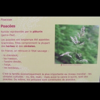 Famille Poacees ou Poaceae (txt)